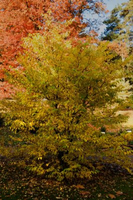 Styrax japonica - sturač japonský - celek